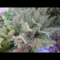 Fougere - Dryopteris Ardechensis (fam Dryopteridacees) (Est du Massif Central) (1)